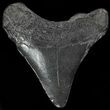 Juvenile Megalodon Tooth - South Carolina #49994-1